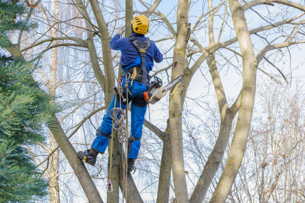 How Our Tree Care Process Works  in  Clearwater, MN