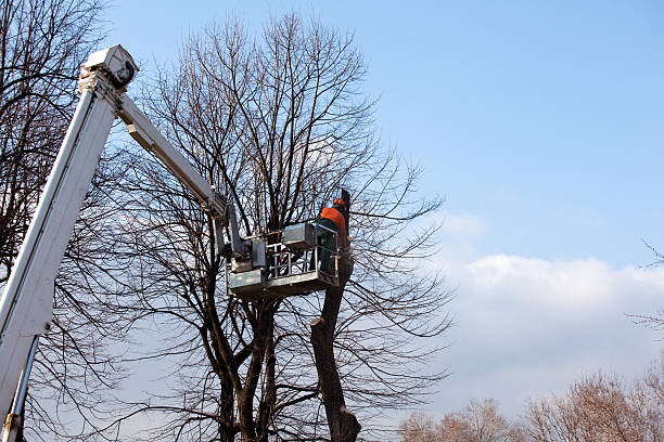 Reliable Clearwater, MN Tree Services Solutions